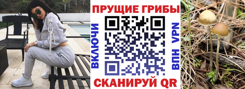Псилоцибиновые грибы Psilocybine cubensis  hydra онион  Макарьев  закладка 